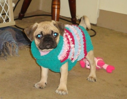 Pug Sweater