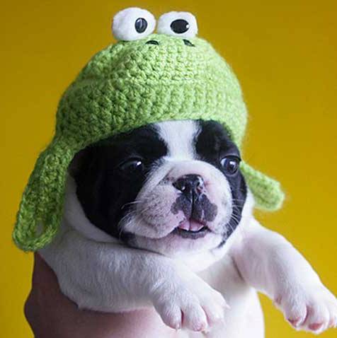 Dog With Funny Hat
