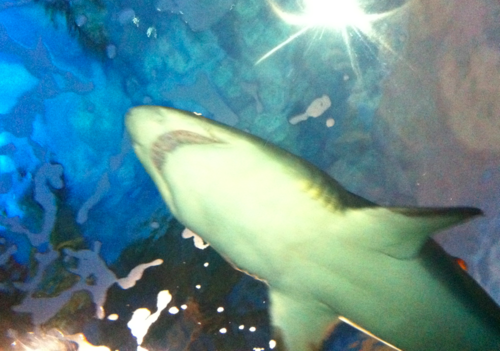 SD Seaworld Shark