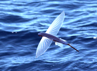 A flying fish takes flight.