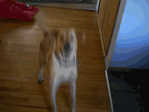Dog jumping up and down GIF