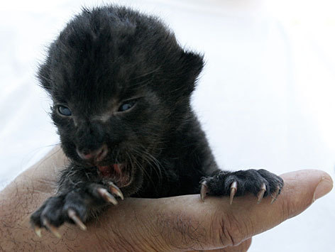 baby black puma