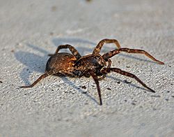 Brown recluse spider bite