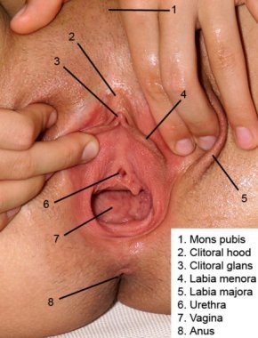 Penis diagram milf picture