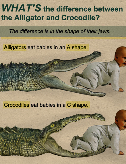 What's The Difference Between The Alligator And Crocodile?