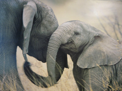 Symbolism: Elephants
