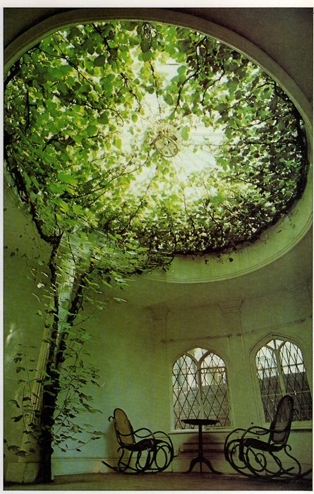 Inspiration Collection - Tree growing from roof