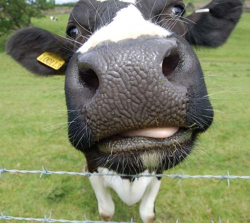 Cow Pictures