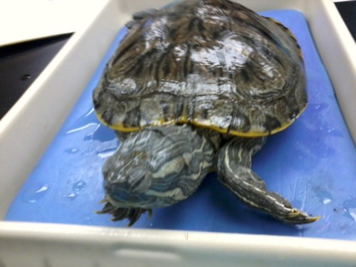 Reptiles and Amphibians!, Turtle Dissection