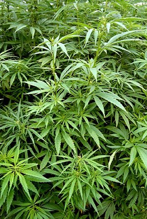 How to sex cannabis plants jizz free porn