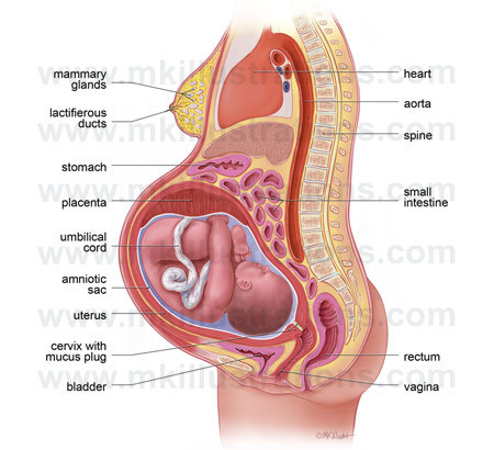 Anatomy Of Pregnant Woman Organs 53