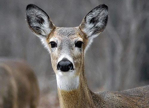 An alert deer