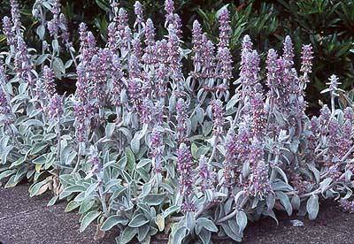 Plant of the Week: Lambs Ears - Hardscape. Softscape. Your escape.