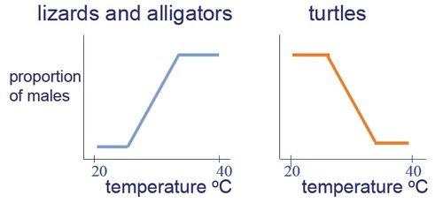 Temperature Sex Determination 94