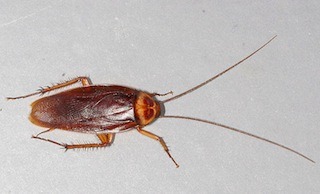Wood roach vs cockroach