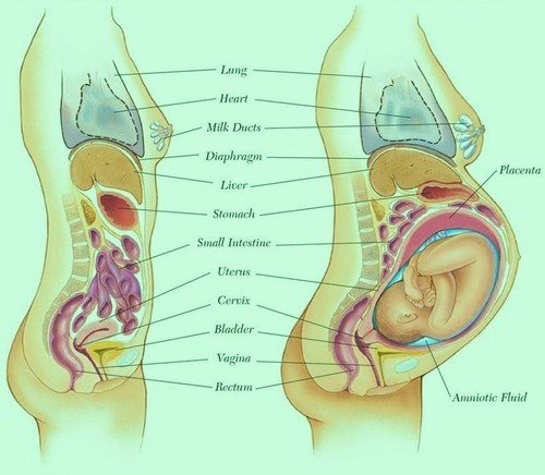 Anatomy Of Pregnant Woman Organs 26