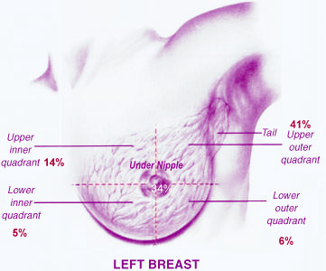 Parts Of The Boob 42