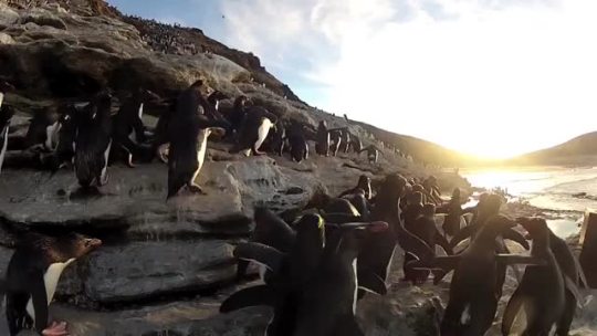 pardonmewhileipanic:  audgy:  sleepydumpling:  red3blog:  yuri-puppies:  chimeracorp:  ofgeography:  starshipspirk:  becausebirds:  Penguins: clumsy but adorable.  i never wanted this to end  oh my god those are ROCKS the penguins are falling on ROCKS